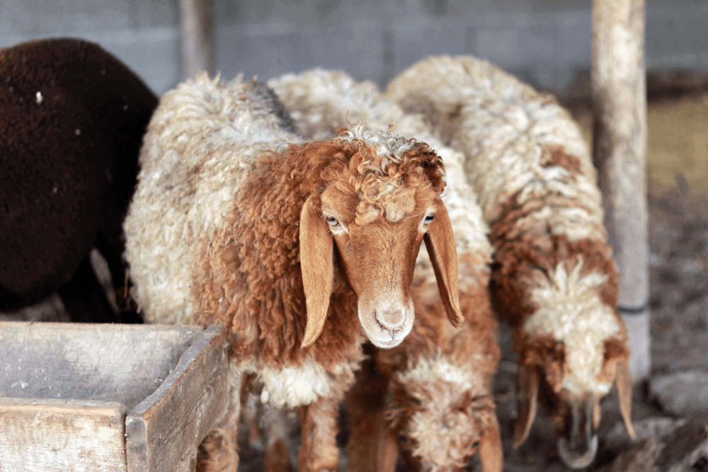 عيدهم علينا، حملة يطلقها الهلال الأحمر الإماراتي في عيد الأضحى